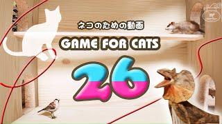 GAME FOR CATS 26 [Cat Video MIX26] Mouse, Lizard, Bird, String 4 hours