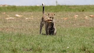 How faulu the leopard got humiliated by a jackal but got her revenge back