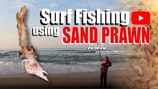 Surf Fishing using Sand Prawn for Edibles!!!