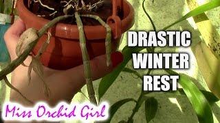 Effects of drastic winter rest on Orchids