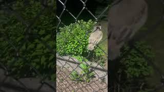 Toby the bird pt. 1