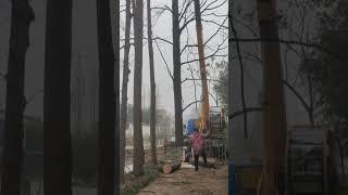 Worker cutting tree with useful excavator