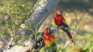 4K - Observing Wild Scarlet Macaws in Costa Rica