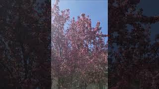 Blossom Tree May 27th 2024 Part 1