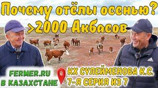 Казахская белоголовая или Герефорд? Экономика осеннего отёла. Верблюды в КХ Сулейменова К.С.