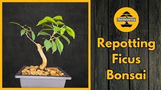 Repotting a Ficus Bonsai: Upgrading Soil for Optimal Growth and Health