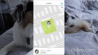 whistle 3 gps dog tracker review tracking your dog yqutylosmp4 ZgZY