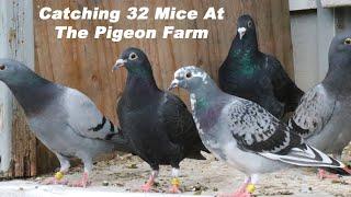 Catching 32 Mice At A Pigeon Farm. Bird Farm Mouse Infestation. Mousetrap Monday