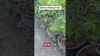 Bahan Bonsai Anting Putri #bonsai #BonsaiIndonesia #fypシ゚ #bonsaitree #premnamycropila