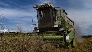 Žně pšenice/ Wheat harvest 2018 | Fortschritt E-524 & 2x Zetor | Soukromý zemědělec Randa