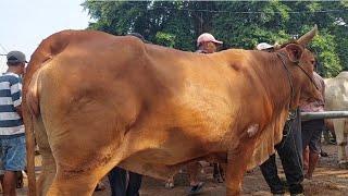 14.500‼️HAMIL 4 BULAN BABON SUSON HARGA MURAH | Pasar Sapi Tuban