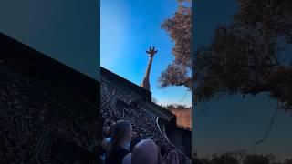 Inside the Las Vegas Sphere #lasvegas #giraffe