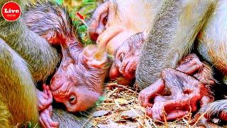 Poor newborn monkey baby!!  The young mother is very exhausted.