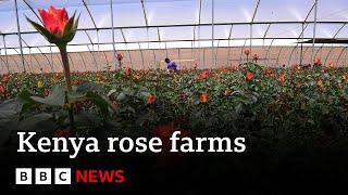 How rose farms in Kenya are using AI to battle climate change | BBC News