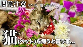 【閲覧注意】猫(ペット)を飼うと言うこと...