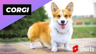 Corgi  One Of The Most Popular Dog Breeds In The World #shorts #corgi #dog