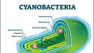 #latest#cyanobacteria#science ,dhrub sir # science wala , # biology #all basics#science