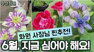 6월, 장마 전 심어야 여름이 예뻐요#수안정원 사장님의 찐추천 여름야생화