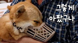 삼용이 상태가 생각보다 심각하네요