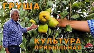 Груша - культура прибыльная. Малакановский Мичурин