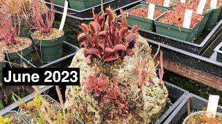 Carnivorous Plant Care for June 2023