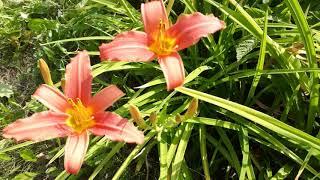 Нежнейший лилейник гибридный Пинк Дамаск (лат.   Hemerocallis hybrida Pink Damask)