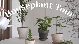 Houseplant Tour, adding green to apartment interior, 4 easy small plants