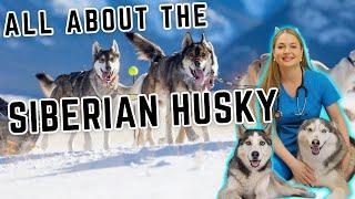 Owning a Siberian Husky!?! | MUST WATCH!