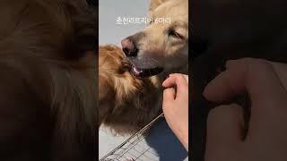 #짱아네가족 #3대가사는집 #골든리트리버 리트리버 6마리 키우는이유 착해도 너무 착해 짱아.오구.오순.꼬미(쏘주).덕구.블루