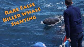 False Killer Whales | Rare Dana Point California Sighting | Capt. Dave's Whale Watching