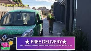 FREE DELIVERY at Hello Hello Plants