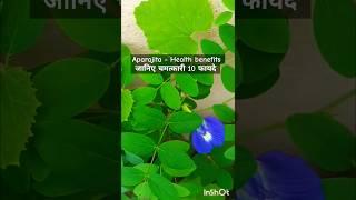 Aparajita health benefits! अपराजिता के 10 औषधीय गुण जानिए! Butterfly Pea #aparajita #ytshorts #yt