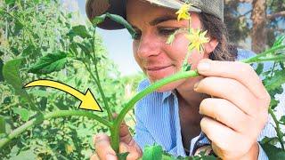 To Prune or NOT to Prune Tomato Plants?