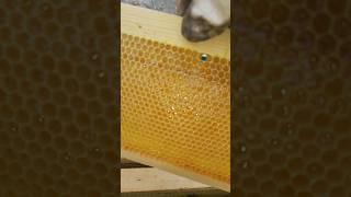 весенний мёд в Сибири #пасека #bee #пасека #beekeeper #пчеловодство #бакфаст #honey #пчёлы #мёд