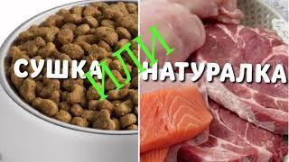 Сухой корм или натуралка. Научный подход.