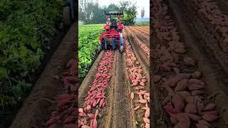 The process of automatic sweet potato harvesting- Good tools and machinery make the work easy