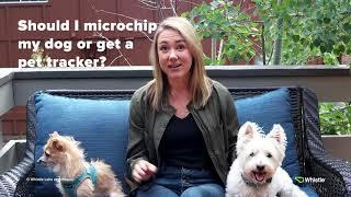 Which is better - the Microchip or the GPS Tracker? | The Whistle Scoop