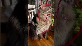 CAT TV #cat #cats #shorts #shorts #youtubeshorts #ytshorts #viralvideo #youtube #cute #cutecat #yt