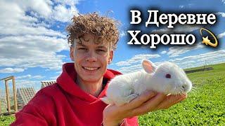 Мое любимое занятие в Деревне / Кролики плодятся / Новый помощник на хозяйстве / Теплица засажена 