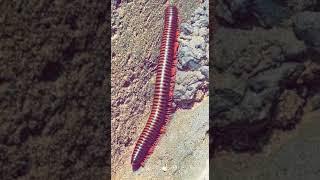 Indian Centipedes (kankhajura)