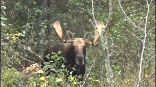 2023 Archery Bull Down Live at 17yds Moose Hunting Ignace Ontario Dale Biertzer