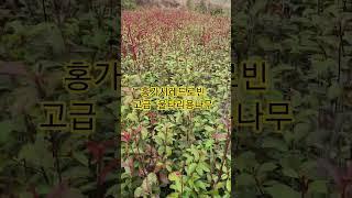 홍가시레드로빈 고급 울타리용나무 좋습니다 #나무 #garden #나무심기 #수국 #automobile #감귤나무 #라임라이트 #장미향 #홍가시레드로빈 #홍가시