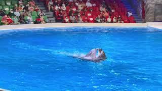 Dubai Dolphin Show | Kids fun show