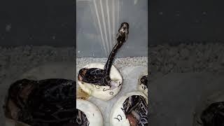 لأول مره خروج الثعبان من البيضه#يسري_كوبرا#yousry _cobra