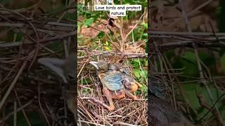 Red-billed blue tit, #birds #nest