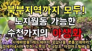 북부지역까지 모두! 노지월동 가능한 수천가지의 야생화 판매 농장 여주자연농원! - 얼어서는 죽지 않습니다.