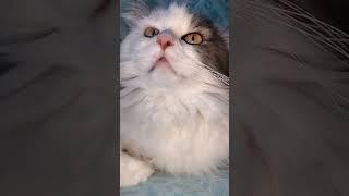 Вот почему фразу: ,, Выйдешь за меня!?" слышу только на работе!?...  #милые_котики#kets#юмор#
