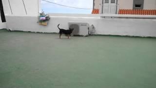 Funny ferret playing with dog and cat / Huron jugando con perro y gato