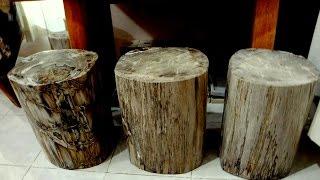 Fossil Wood Stool