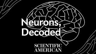 Decoded: You have 86 billion of them inside you, but what are neurons, really?